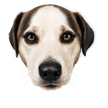 a close up of a dog's face