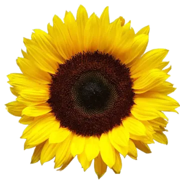 a sunflower on a white background