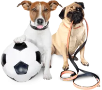 two dogs sitting next to a soccer ball