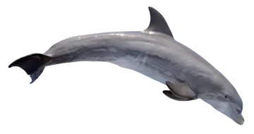 a dolphin jumping in the air on a white background