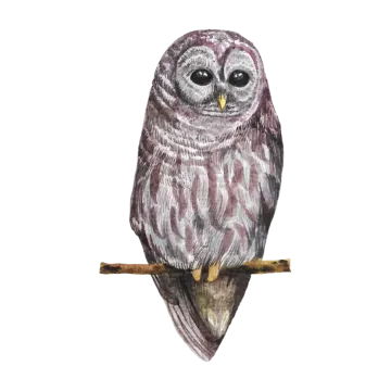 a watercolor painting of an owl perched on a branch
