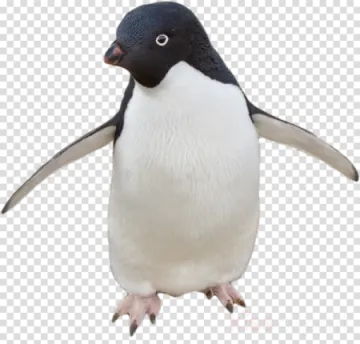 a penguin standing on its hinds clipart