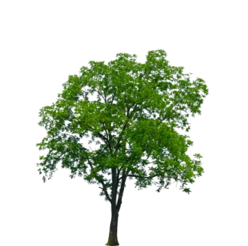 a tree on a white background