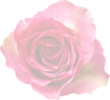 a pink rose on a white background