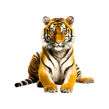 a tiger sitting down and looking at the camera