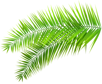 a palm leaf on a white background