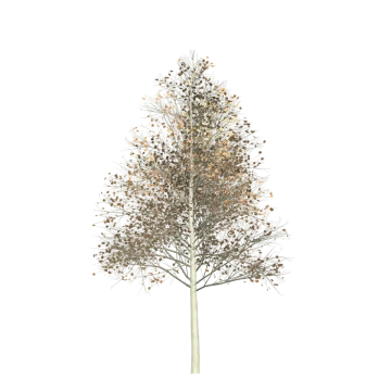 an illustration of a tree with leaves on it