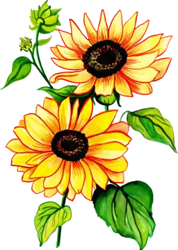 two yellow sunflowers with green leaves
