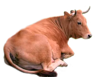 the cow is laying down