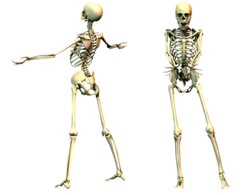 a skeleton is shown in three different positions