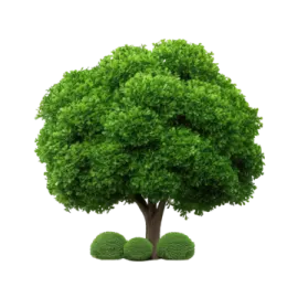 a green tree on a white background