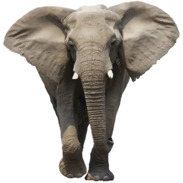 an elephant standing in front of a white background