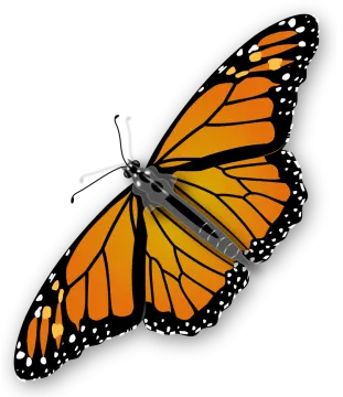 a monarch butterfly on a white background