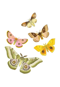 a group of butterflies in different colors