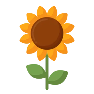 a sunflower on a white background