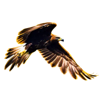 a bird flying in the air with its wings spread