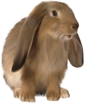 a brown rabbit on a white background