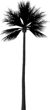 a black and white silhouette of a palm tree