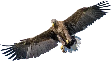 a bird flying in the air with its wings spread