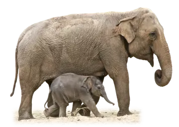 a baby elephant standing next to an adult elephant