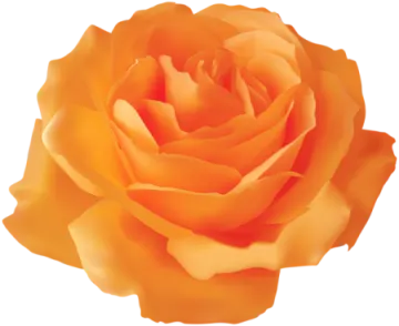 a single orange rose