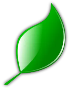 a green leaf on a white background