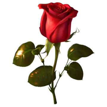 a single red rose on a white background
