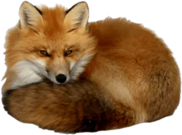 a close up of a red fox laying down