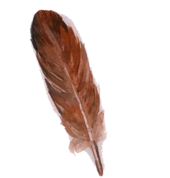 a brown feather on a white background