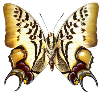 a yellow butterfly with black and white markings