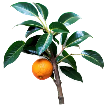 a close up of an orange on a tree