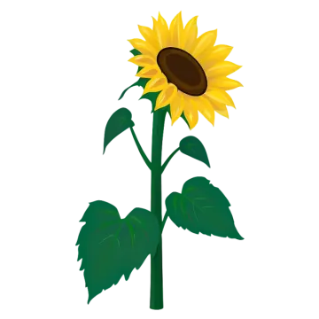 a sunflower on a white background