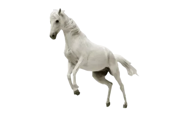 a black and white photo of a horse