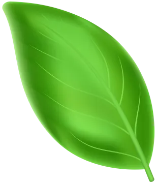 a green leaf on a white background
