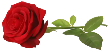 a red rose on a white background