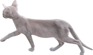 a gray cat walking on a white background