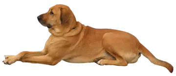 a large brown dog laying down on the ground