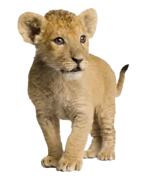 a young lion cub walking towards the camera