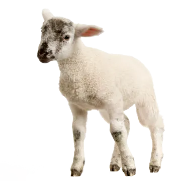 a small white lamb standing up against a white background