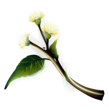 a yellow flower on a white background