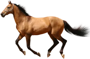a brown horse running on a white background