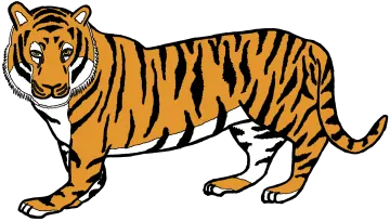 a tiger standing on its hinds