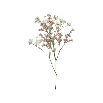 a pink and white flower on a white background