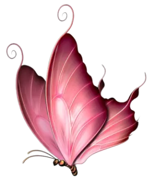 a pink butterfly on a white background