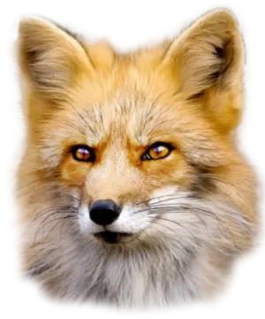 a close up of a red fox's face