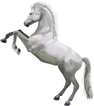 a white horse standing on its hinds