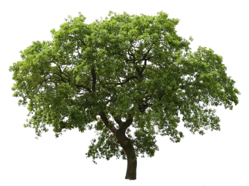 a tree on a white background