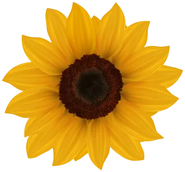 a sunflower on a white background