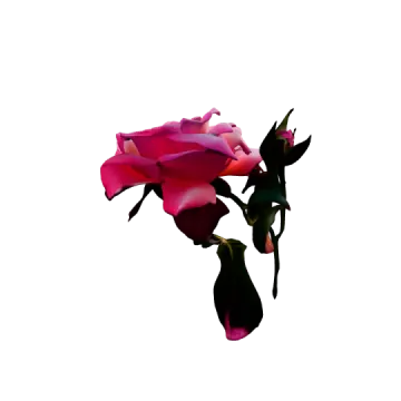 a single pink rose on a white background