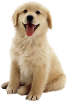 a small dog sitting down with its tongue out